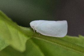 Flatid Planthopper