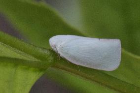 Flatid Planthopper