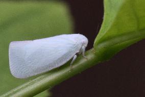 Flatid Planthopper