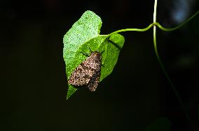 Olepa Ricini Moth - Animal India