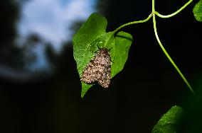 Olepa Ricini Moth - Animal India