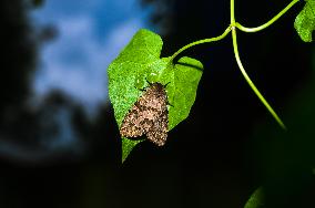 Olepa Ricini Moth - Animal India