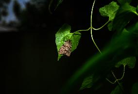 Olepa Ricini Moth - Animal India