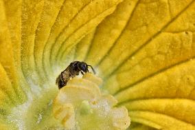 Small Bee Pollinating A Squash Plant Flower