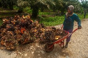 Women Workers On Palm Oil Plantations