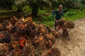 Women Workers On Palm Oil Plantations