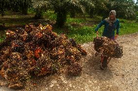 Women Workers On Palm Oil Plantations