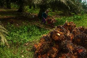 Women Workers On Palm Oil Plantations