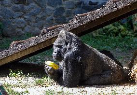 Gorilla Toni celebrates 50th birthday at Kyiv Zoo