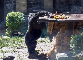 Gorilla Toni celebrates 50th birthday at Kyiv Zoo