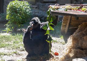 Gorilla Toni celebrates 50th birthday at Kyiv Zoo