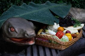 Gorilla Toni celebrates 50th birthday at Kyiv Zoo