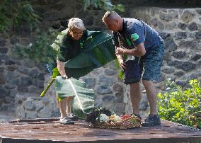 Gorilla Toni celebrates 50th birthday at Kyiv Zoo