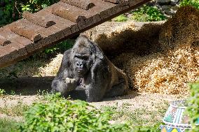 Gorilla Toni celebrates 50th birthday at Kyiv Zoo