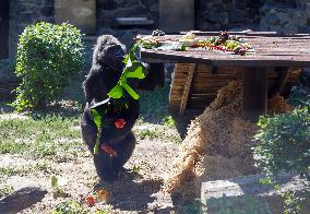 Gorilla Toni celebrates 50th birthday at Kyiv Zoo