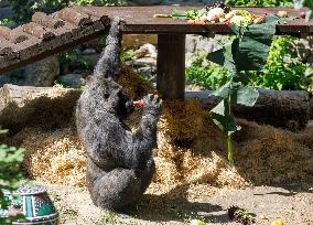 Gorilla Toni celebrates 50th birthday at Kyiv Zoo