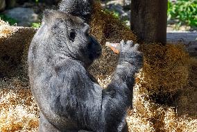 Gorilla Toni celebrates 50th birthday at Kyiv Zoo