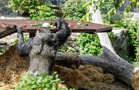 Gorilla Toni celebrates 50th birthday at Kyiv Zoo