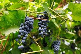 Vineyard in Estonia