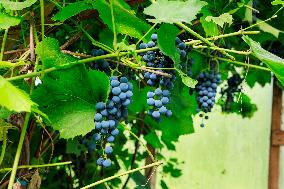 Vineyard in Estonia