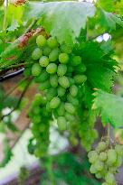 Vineyard in Estonia