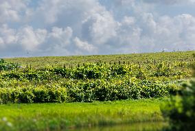 Vineyard in Estonia