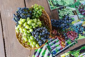 Vineyard in Estonia