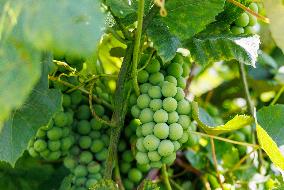 Vineyard in Estonia