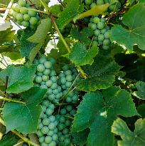 Vineyard in Estonia