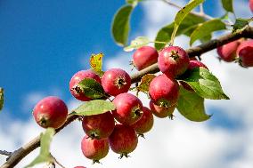 Tori Cider Farm