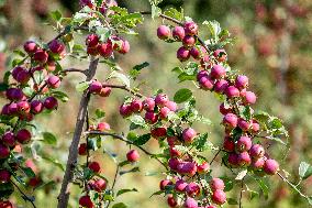 Tori Cider Farm