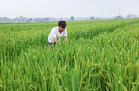 Xinhua Headlines: Western China achieves higher grain yields through production upgrades