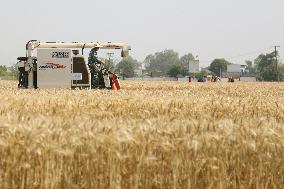 Xinhua Headlines: Western China achieves higher grain yields through production upgrades