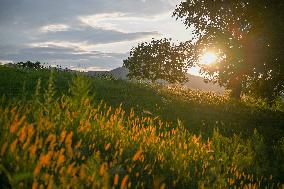 CHINA-INNER MONGOLIA-PASTURE-SUNSET (CN)