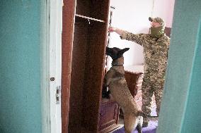 Detection dog training in Kyiv