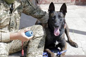 Detection dog training in Kyiv