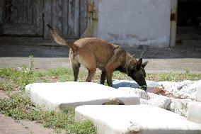 Detection dog training in Kyiv