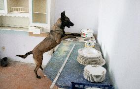 Detection dog training in Kyiv