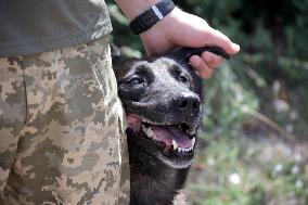 Detection dog training in Kyiv