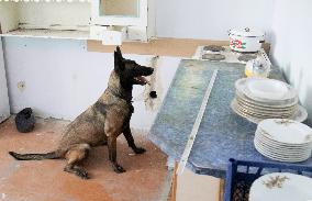 Detection dog training in Kyiv