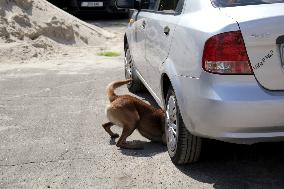 Detection dog training in Kyiv