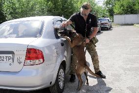 Detection dog training in Kyiv