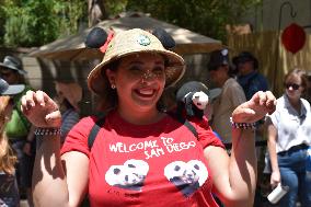 U.S.-CALIFORNIA-SAN DIEGO-PANDA DAY