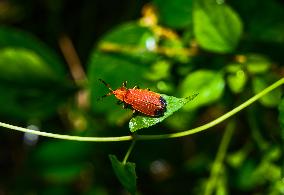 Net-winged Beetle - Lycostomus - Lycidae - Animal India