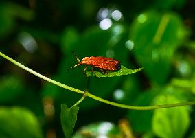 Net-winged Beetle - Lycostomus - Lycidae - Animal India