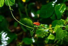 Net-winged Beetle - Lycostomus - Lycidae - Animal India