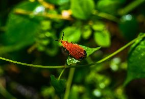 Net-winged Beetle - Lycostomus - Lycidae - Animal India