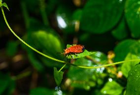 Net-winged Beetle - Lycostomus - Lycidae - Animal India