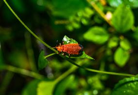 Net-winged Beetle - Lycostomus - Lycidae - Animal India