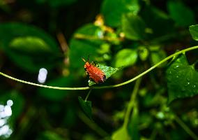 Net-winged Beetle - Lycostomus - Lycidae - Animal India